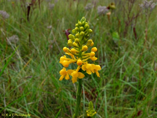 {Platanthera integra}